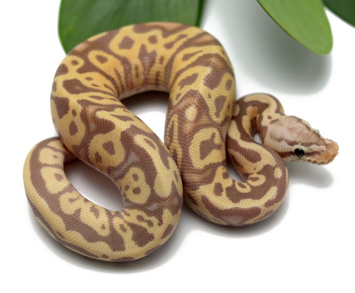 16-11B-Banana-Leopard-Pastel_2022_10-11-22.jpg