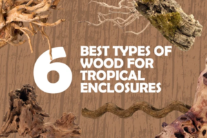 6_Best_Woods_for_Tropical_Enclosure_Blog_Image-Desktop_600x.png