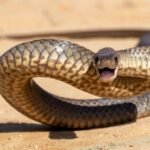 One Snake, Two Venoms – And Both Are Lethal