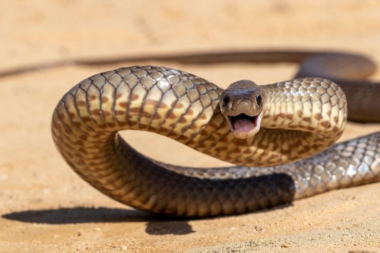 Australian-Highly-Venomous-Eastern-Brown-Snake-777x518.jpg