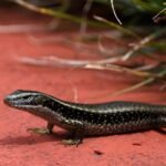 This Tiny Mutation Makes Aussie Skinks Immune to Snake Bites