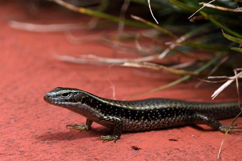 Australian-Skink-Red-Path-777x518.jpg