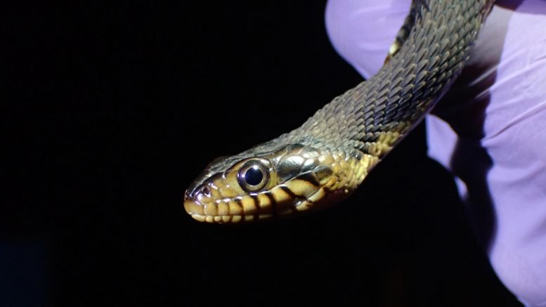 Banded-Watersnake-777x437.jpg