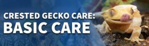 CG_Care_1_-_Basic_care_featured_image_0e91eae5-7ae8-40de-913c-58026b8656f7_600x.jpg