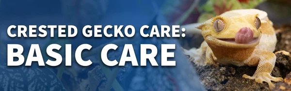CG_Care_1_-_Basic_care_featured_image_0e91eae5-7ae8-40de-913c-58026b8656f7_600x.jpg