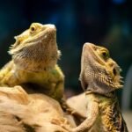 Bearded Dragons Can Switch Sex. Scientists Finally Found Out How