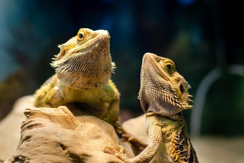 Central-Bearded-Dragons-Pogona-vitticeps-777x518.jpg