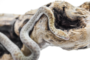 DSC_00951-300x200.png