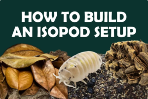 Isopot_Setup_Blog_Header_7e574b4c-21d5-4a7d-ba23-19e4927fed72_600x.png