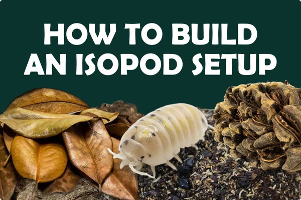 Isopot_Setup_Blog_Header_7e574b4c-21d5-4a7d-ba23-19e4927fed72_600x.png