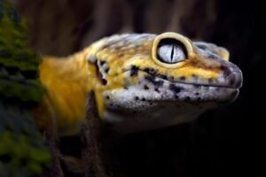 Lemon-Frost-Gecko-Close-Up-777x518.jpg