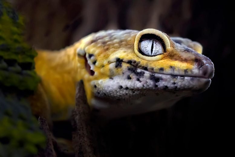 Lemon-Frost-Gecko-Close-Up-777x518.jpg