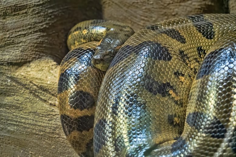 Massive-Green-Anaconda-Eunectes-murinus-Snake-777x518.jpg