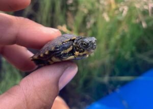 Northwestern-Pond-Turtle-Hatchling-777x555.jpg