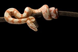 Red-Tailed-Boa-Snake-Hanging-on-Branch-777x518.jpg