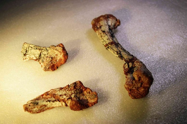 Rediscovered-Silescelida-Acristata-Fossil-Bones-777x518.jpg