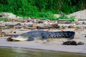 Saltwater-Crocodile-in-the-City-of-Matara-in-Southern-Sri-Lanka-777x517.jpg