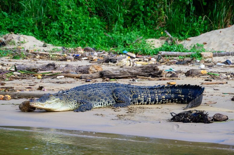 Saltwater-Crocodile-in-the-City-of-Matara-in-Southern-Sri-Lanka-777x517.jpg