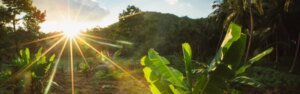 Seasonal_Light_Header_600x.jpg