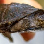 5 Great Conservation Organizations to Support